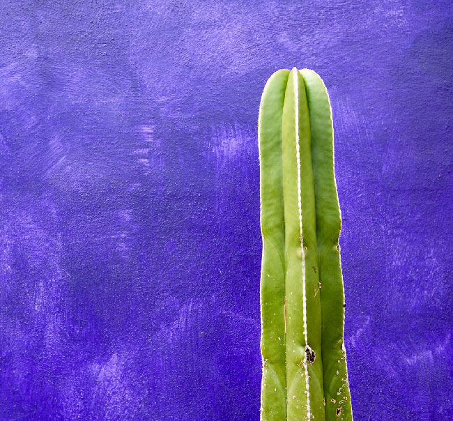 Cactus sobre fondo azul